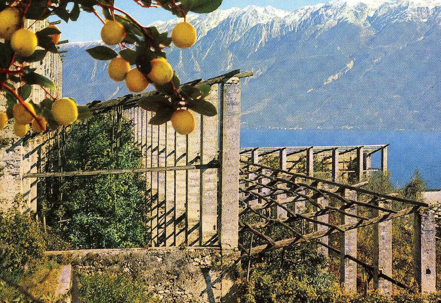 Una limonaia.