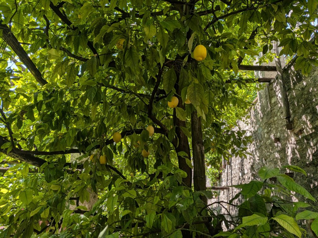 Una pianta di limoni.